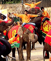 Thailand: Vorfhrung von Elefantendressuren