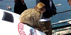 Mitfahrer auf der Motorhaube