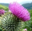 DISTEL - Nationalsymbol! Legende: Wikingerhorden verbten berfall, traten mit nackten Fen in Disteln; Schmerzensschreie weckten Knige,  dnisch Barbaren wurden besiegt;  Schutzdisteln = "Guardian Thistle"