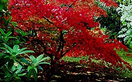 Ahorn im herbstlichen Festschmuck seines Laubes