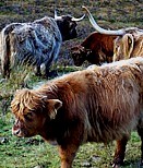 Exotische rinderrassen werden in kleinen Herden gehalten; sie beleben die Landschaft - konomisch bringen sie keinen Nutzen!