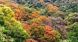 Blick auf herbstlichen Wald