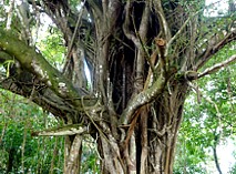 interessanter Baum - vllig von Schlingpflanzen umwunden